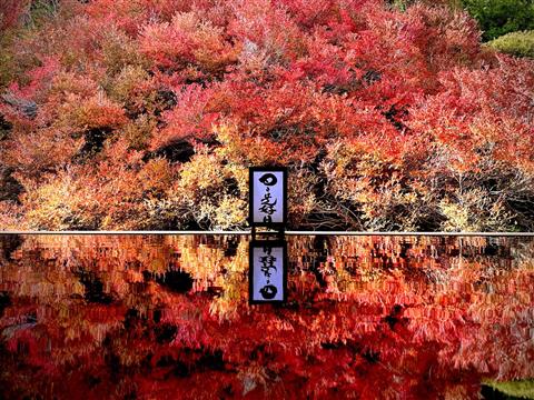 但馬安国禅寺（11月頃撮影） 写真提供：兵庫県豊岡市観光公式ｻｲﾄ
